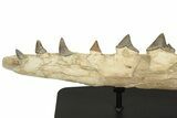 Fossil Primitive Whale (Pappocetus) Jaw - Morocco #227169-6